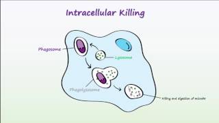 Phagocytosis Animation Videos [upl. by Noxas]