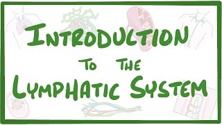 Introduction to the Lymphatic System [upl. by Newg]