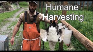 How to Pluck A Muscovy Duck  Humane Harvesting Guide [upl. by Schaffer]