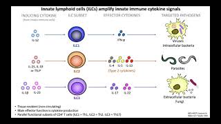 Lecture 3c Innate Lymphoid Cells [upl. by Atinid]