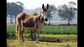 DONKEY  The Stubborn Animal [upl. by Popele790]