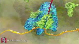 mRNA Translation Advanced [upl. by Ynaffital]