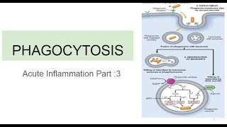 Phagocytosis Acute Inflammation Part 3 [upl. by Tlevesor]