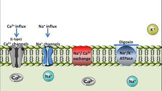 Digoxin  Mechanism of Action [upl. by Oiramed12]