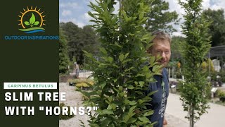 What in the world is a European Hornbeam  Plant Spotlight [upl. by Oel282]