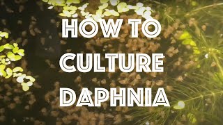 How To Culture Daphnia Magna [upl. by Nunciata]