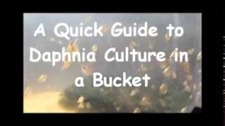 How to culture daphnia outside [upl. by Legnaros]