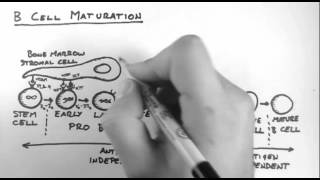 B Cells 3  Maturation [upl. by Andy]