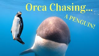 ORCA CHASING PENGUIN in Antarctica AMAZING [upl. by Augustina404]