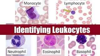 Identifying Leukocytes [upl. by Attelrac694]