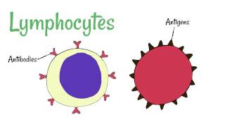 Cell Defence Lymphocytes and Phagocytes [upl. by Erlewine]