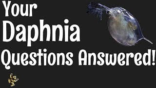 Daphnia Questions Answered [upl. by Analos]