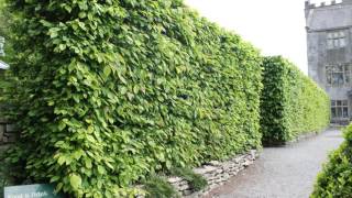 A focus on Hornbeam hedging All you need to know about Carpinus betulus [upl. by Enninaej11]