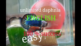 daphnia moina culture Easy way Unlimited production English  with sub Green water Chlorella [upl. by Erodisi]