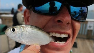 The SECRET to Catching Fish on a Pier Juno Pier Snook Fishing [upl. by Neerahs166]