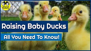 Raising Baby Ducks  All you need to know [upl. by Nylyrehc788]