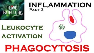 INFLAMMATION Part 3 Leukocyte Activation  PHAGOCYTOSIS [upl. by Idarb]