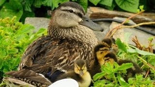 Ducklings First Time Swim In Creek [upl. by Alidia]