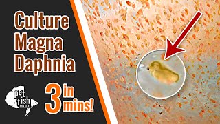 How to culture DAPHNIA MAGNA  The easy way [upl. by Karyn]