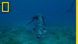 Sea Monsters  National Geographic [upl. by Adah]