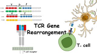 TCR gene rearrangements [upl. by Nawiat]