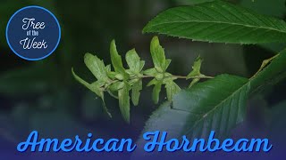 Tree of the Week American Hornbeam [upl. by Adiraf856]