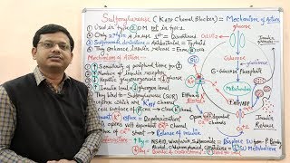 Diabetes Mellitus Part10 Mechanism of Action of Sulfonylurease  Antidiabetic Drugs  Diabetes [upl. by Eerrehs]