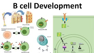 B cell development [upl. by Bresee407]