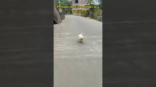 Ducklings Fall In Drain Rescue [upl. by Swain]