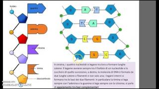 Il DNA struttura e replicazione [upl. by Aikemot]