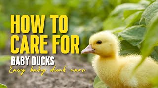 Domesticated Ducks Care and Tips [upl. by Ellennahs]