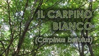 Carpino bianco Carpinus betulus [upl. by Alehs56]