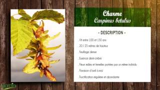 CHARME COMMUN ou CHARMILLE Carpinus betulus sa FICHE BOTANIQUE [upl. by Lindo]