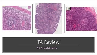 Histology Basics TA Review Lymphoid System [upl. by Boswall93]