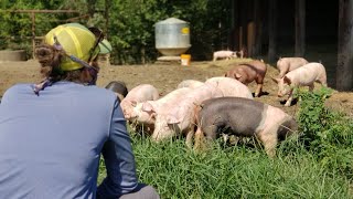 Training Your Pastured Pigs [upl. by Nolan979]