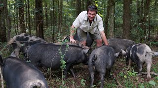 Forest Pigs with a Permaculture Expert [upl. by Irrabaj]