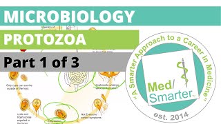 Protozoa  Microbiology  USMLE STEP 1  Part 1 of 3 [upl. by Hsirap]