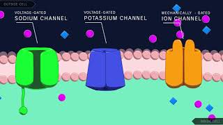 Action Potential in the Neuron [upl. by Aloysia]