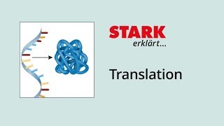 Translation Proteinbiosynthese  STARK erklärt [upl. by Neelahs]