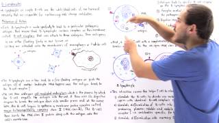 Mechanism of BLymphocytes [upl. by Christal]