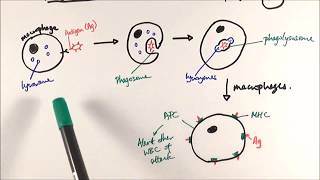 AS Biology  Phagocytosis OCR A Chapter 125 [upl. by Anaele]