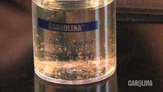 How to Care for Daphnia [upl. by Alrahs]