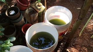 How to grow Green Water Algae [upl. by Lalat]