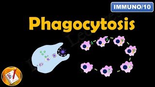 Phagocytosis FLImmuno10 [upl. by Lacombe]