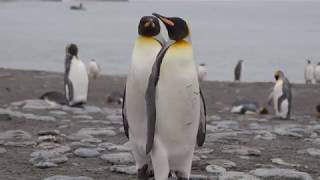 King Penguins Mating [upl. by Googins]