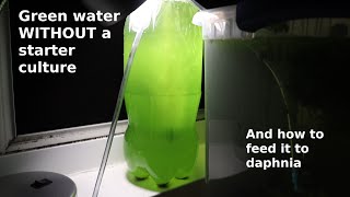 Green Water WITHOUT a Starter Culture  From Scratch  How To [upl. by Chaunce]