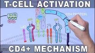 T Cell Activation  Mechanism [upl. by Ezechiel]