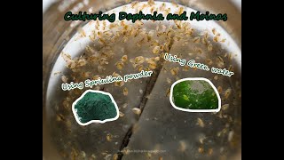 How To Culture Daphnia and Moinas using Green Water Spirulina powder [upl. by Esirehc]