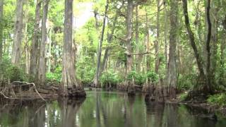 Upper Loxahatchee River [upl. by Atiuqrahc]