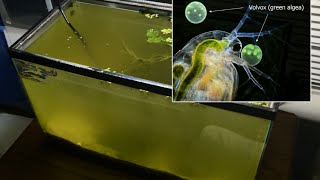 Raising Daphnia for the Freshwater Aquarium [upl. by Eskill]